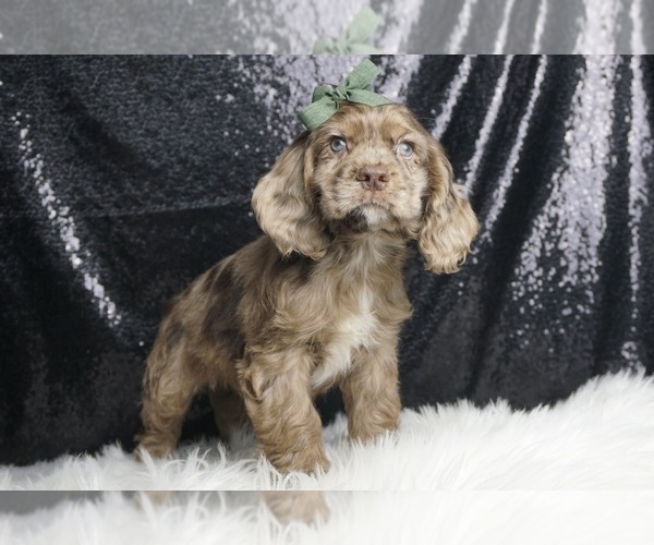 Medium Photo #5 Cocker Spaniel Puppy For Sale in WARSAW, IN, USA