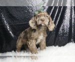 Small Photo #5 Cocker Spaniel Puppy For Sale in WARSAW, IN, USA