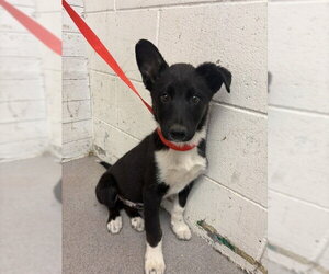 Border Collie Dogs for adoption in San Bernardino, CA, USA