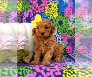 Cavapoo Puppy for sale in KIRKWOOD, PA, USA