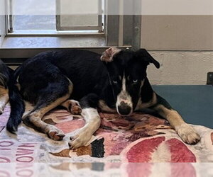 Siberian Husky-Unknown Mix Dogs for adoption in Pearland, TX, USA