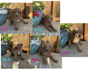 Goldendoodle (Miniature) Puppy for sale in NEW HAVEN, IN, USA