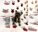 Small Photo #5 French Bulldog Puppy For Sale in SANTA CRUZ, CA, USA