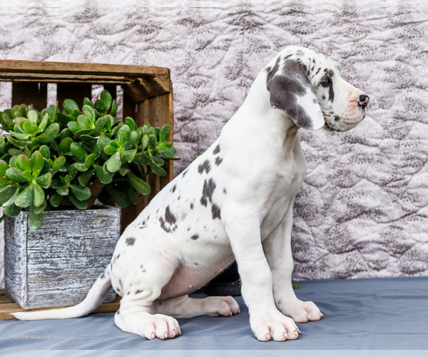 Medium Photo #12 Great Dane Puppy For Sale in WAKARUSA, IN, USA