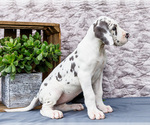 Small #11 Great Dane