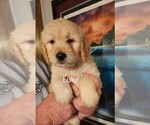 Puppy Luke Goldendoodle