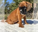 AKC Art - Male Boxer Puppy for Sale - Photo #5