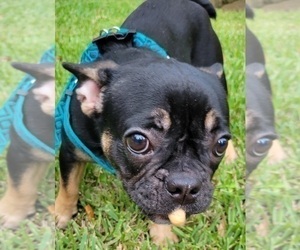 French Bulldog Puppy for sale in TAMPA, FL, USA