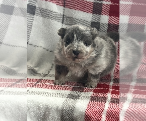 Medium Photo #3 Pomsky Puppy For Sale in NILES, MI, USA