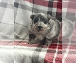 Small #2 Pomsky
