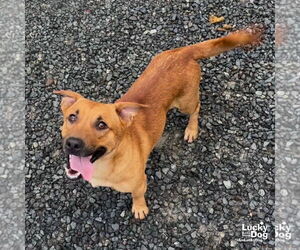 Labrador Retriever-Unknown Mix Dogs for adoption in Washington, DC, USA