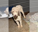 Small Photo #1 Saint Berdoodle Puppy For Sale in LEWISBURG, KY, USA