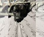 Small #8 American Pit Bull Terrier Mix