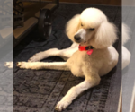 Small Photo #1 Poodle (Standard) Puppy For Sale in SIMPSONVILLE, SC, USA