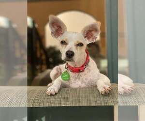 Rat-Cha Dogs for adoption in Royal Palm Beach, FL, USA
