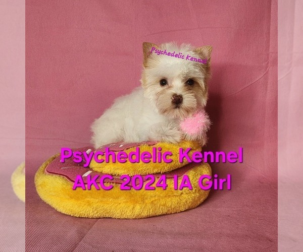 Medium Photo #1 Yorkshire Terrier Puppy For Sale in DECATUR, GA, USA
