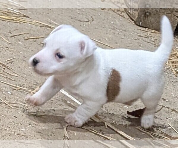 Medium Photo #5 Jack Russell Terrier Puppy For Sale in APPLE GROVE, WV, USA