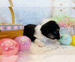 Small Photo #3 Australian Shepherd Puppy For Sale in ANTHONY, FL, USA