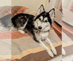 Small #16 Huskies  Mix