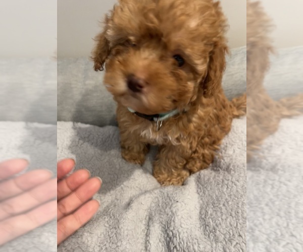 Medium Photo #6 Poodle (Toy)-ShihPoo Mix Puppy For Sale in FARMINGTON, MI, USA