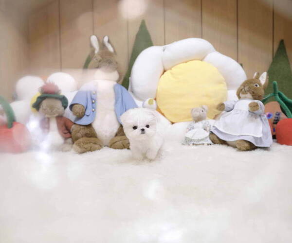 Medium Photo #3 Maltese Puppy For Sale in Seoul, Seoul, Korea, South