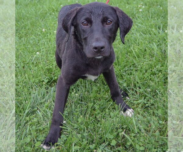 Medium Photo #3 Border Collie-Unknown Mix Puppy For Sale in Huntley, IL, USA