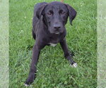 Small #2 Border Collie Mix