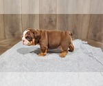 Small Photo #3 Bulldog Puppy For Sale in DENVER, CO, USA