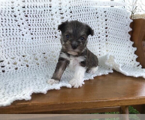 Medium Photo #1 Schnauzer (Miniature) Puppy For Sale in NIANGUA, MO, USA