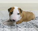 Small Photo #10 Bull Terrier Puppy For Sale in KENDALL, FL, USA