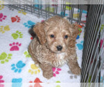 Small Photo #8 Cocker Spaniel-Poodle (Miniature) Mix Puppy For Sale in ORO VALLEY, AZ, USA