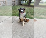 Small Australian Shepherd Mix