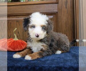 Bernedoodle (Miniature) Puppy for sale in NARVON, PA, USA