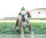 Small Photo #4 Bulldog Puppy For Sale in WARSAW, IN, USA