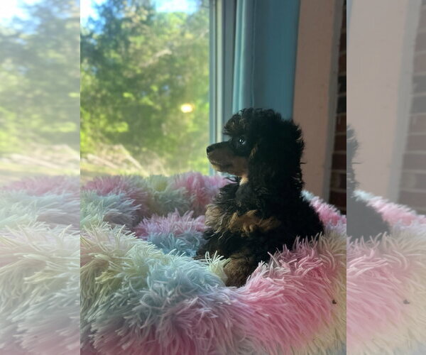 Medium Photo #1 Poodle (Miniature) Puppy For Sale in Pacolet, SC, USA