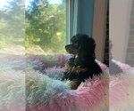 Small Poodle (Miniature)