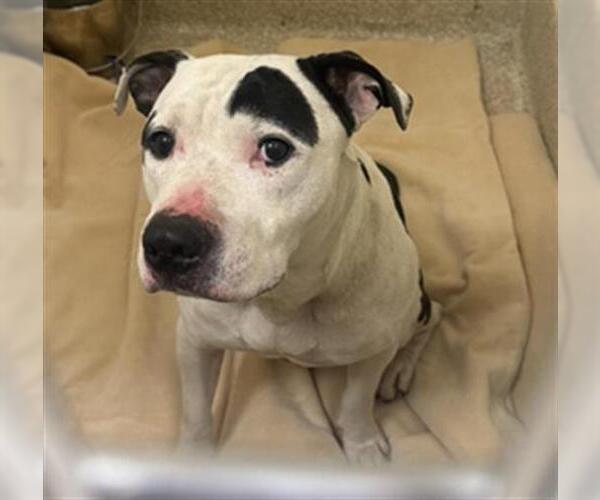 Medium Photo #1 Mutt Puppy For Sale in Saginaw, MI, USA