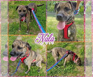 Nala - Female Mastador Dog for Adoption - Photo #4