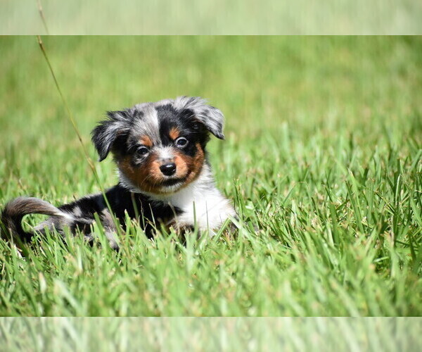 Medium Photo #7 Miniature Australian Shepherd Puppy For Sale in PALM COAST, FL, USA