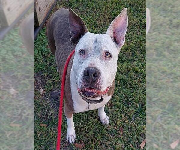 Medium Photo #2 American Staffordshire Terrier Puppy For Sale in Fort Lauderdale, FL, USA