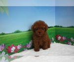 Small Photo #3 Poodle (Toy) Puppy For Sale in BECKWOURTH, CA, USA
