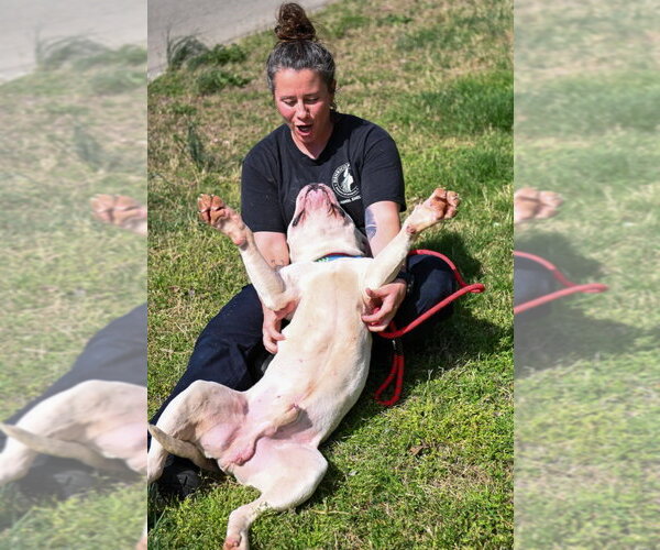 Medium Photo #6 Mutt Puppy For Sale in Glen Allen, VA, USA