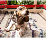 Small Photo #7 Dachshund Puppy For Sale in WAKARUSA, IN, USA