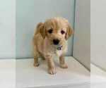 Small Photo #12 Aussiedoodle-Labradoodle Mix Puppy For Sale in BRYANTOWN, MD, USA