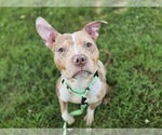 Small #3 American Pit Bull Terrier Mix