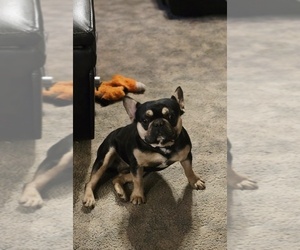 Father of the Frenchie Pug puppies born on 01/01/2026