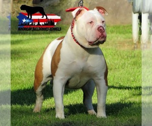 Mother of the Olde English Bulldogge puppies born on 04/10/2026