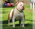 Small Photo #1 Olde English Bulldogge Puppy For Sale in EVANS MILLS, NY, USA