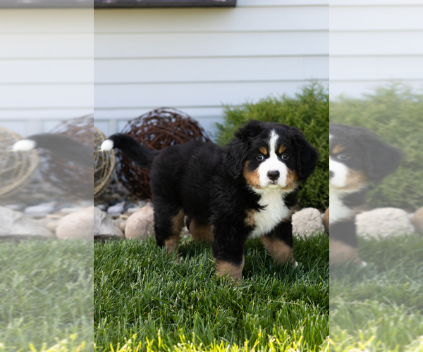 Medium Photo #3 Bernese Mountain Dog Puppy For Sale in TOPEKA, IN, USA