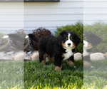 Small #2 Bernese Mountain Dog